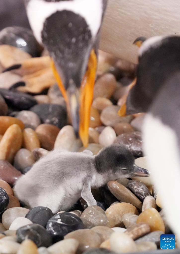 The father penguin (L) takes care of its newborn baby at Harbin Polarland in Harbin, capital of northeast China's Heilongjiang Province, Nov. 8, 2023.(Photo: Xinhua)