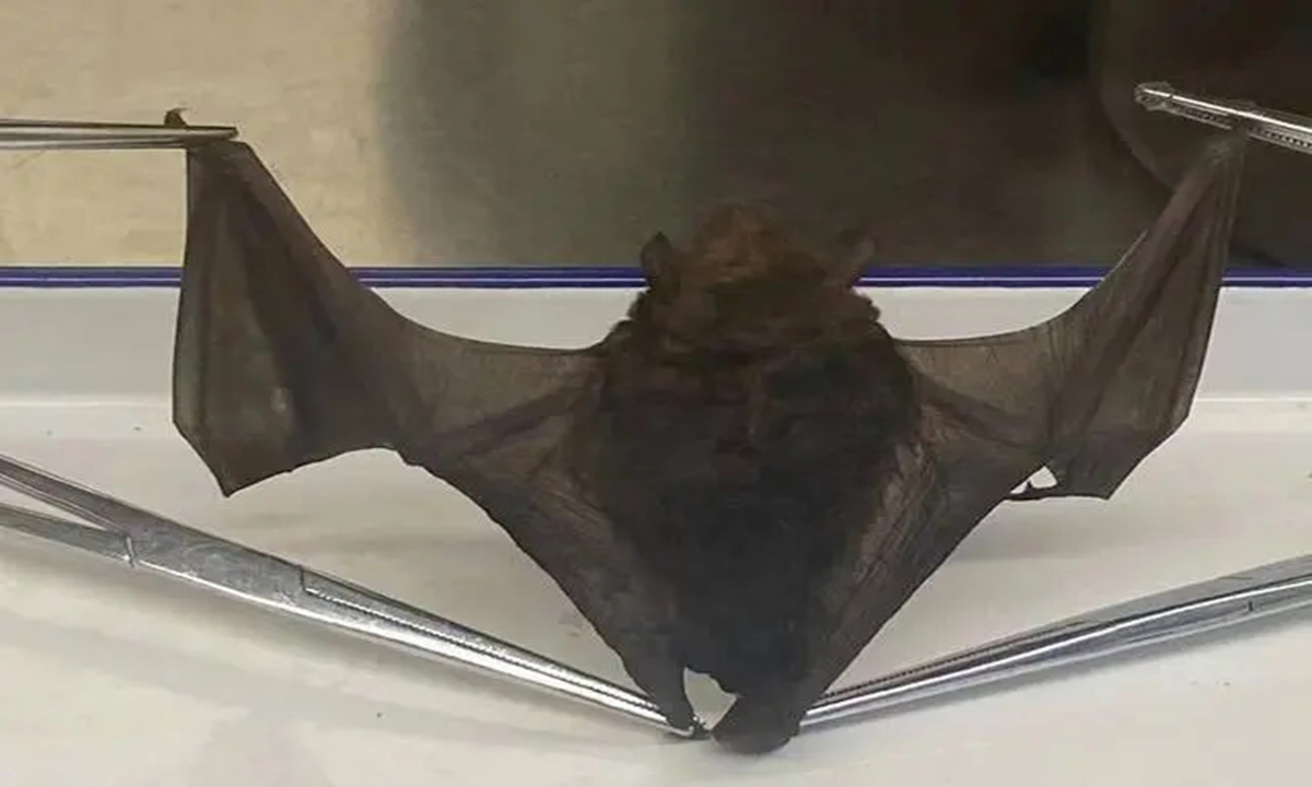 Beijing customs capture a large bat inside cabin of an inbound flight Photo: Beijing Daily