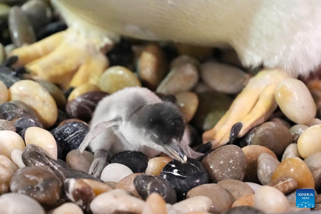 The father penguin takes care of its newborn baby at Harbin Polarland in Harbin, capital of northeast China's Heilongjiang Province, Nov. 8, 2023.(Photo: Xinhua)