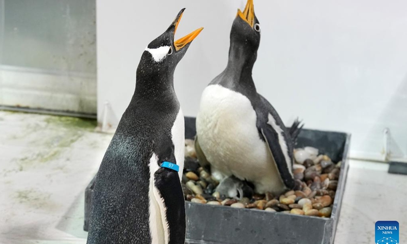 Penguin parents take care of their newborn baby in turn at Harbin Polarland in Harbin, capital of northeast China's Heilongjiang Province, Nov. 8, 2023.(Photo: Xinhua)