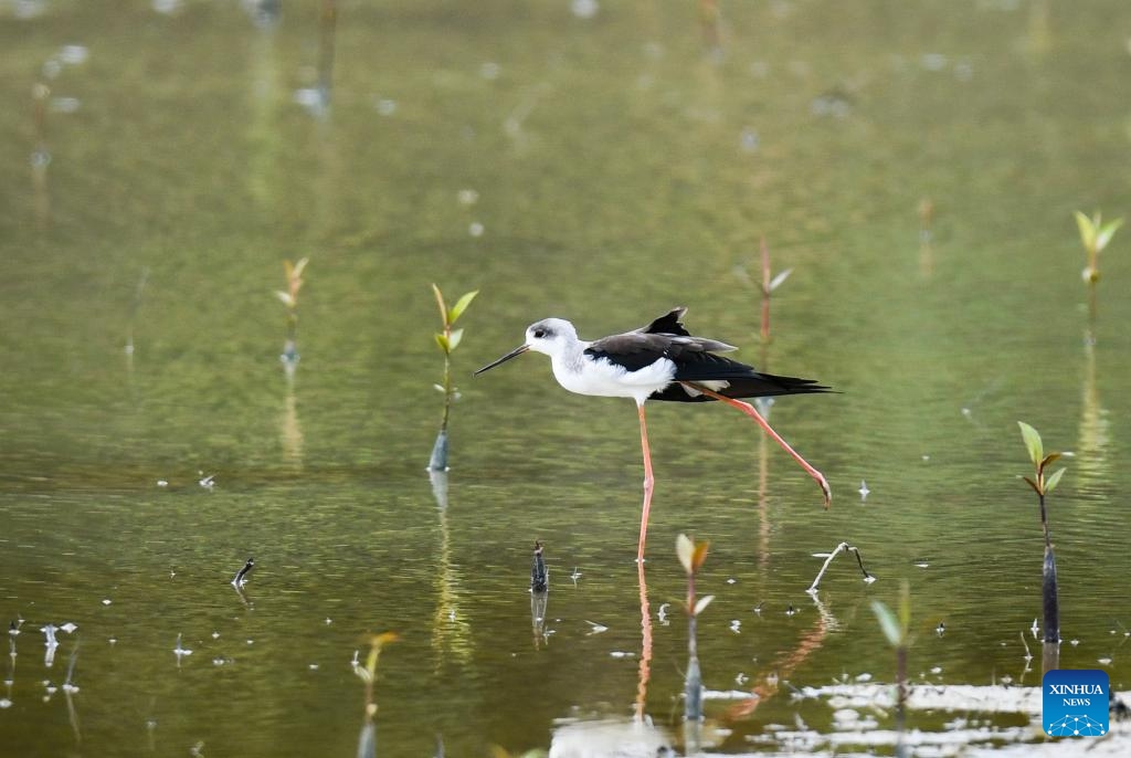 A migratory bird is seen at Dongzhai Port Nature Reserve in Haikou, south China's Hainan Province, Nov. 8, 2023. The place is known for its mangrove forest, which provides a habitat for birds and other wild animals.(Photo: Xinhua)