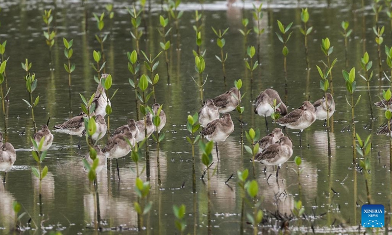 Migratory birds are seen at Dongzhai Port Nature Reserve in Haikou, south China's Hainan Province, Nov. 8, 2023. The place is known for its mangrove forest, which provides a habitat for birds and other wild animals.(Photo: Xinhua)