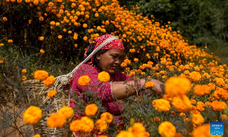 A woman collects marigold flowers for the Tihar festival, also known as the festival of lights, at a garden in Kathmandu, Nepal, Nov. 11, 2023. (Photo: Xinhua)