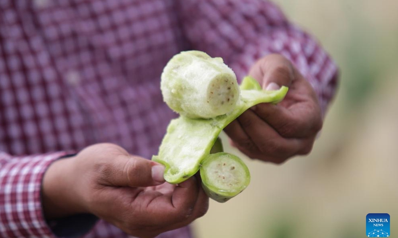 A farmer peels a prickly pear in Teotihuacan, Mexico, Aug. 3, 2023. (Photo: Xinhua)