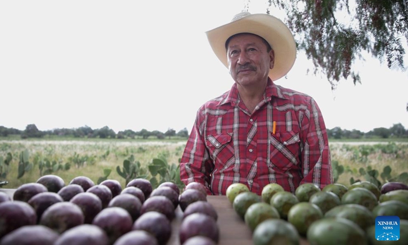 An agricultural expert shows prickly pears in different colors in Teotihuacan, Mexico, Aug. 3, 2023. (Photo: Xinhua)