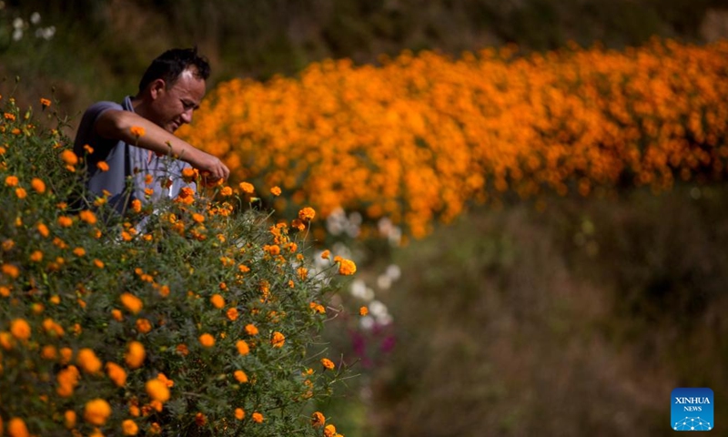 A man collects marigold flowers for the Tihar festival, also known as the festival of lights, at a garden in Kathmandu, Nepal, Nov. 11, 2023. (Photo: Xinhua)