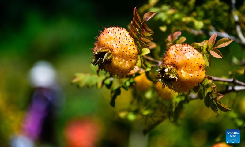 Cili fruits are pictured in Chaxiang Village of Longli County, southwest China's Guizhou Province, Sept. 1, 2023. (Photo: Xinhua)