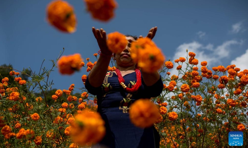 A woman collects marigold flowers for the Tihar festival, also known as the festival of lights, at a garden in Kathmandu, Nepal, Nov. 11, 2023. (Photo: Xinhua)