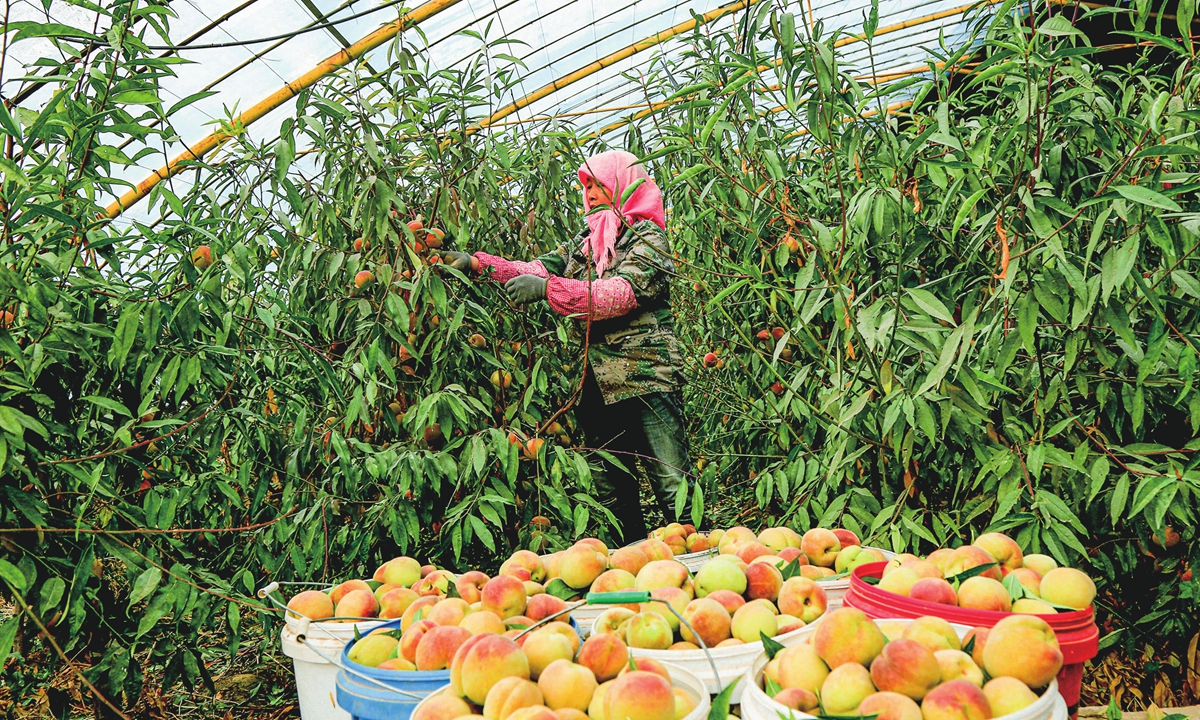 A villager picks fresh peaches in an ecological greenhouse in Zhangye, Northwest China's Gansu Province on November 12, 2023. The fresh peaches are grown on out-of-season trees cultivated from local peach saplings, allowing consumers to eat fresh peaches in winter. In the first three quarters of this year, Gansu's garden fruit output amounted to 3.218 million tons, an increase of 7.5 percent.
Photo: cnsphoto