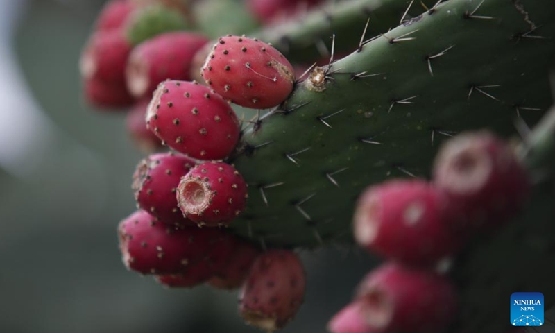 Prickly pear cacti are pictured in Teotihuacan, Mexico, Aug. 3, 2023. (Photo: Xinhua)