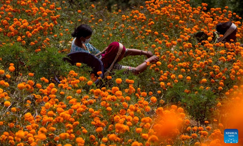 Women collect marigold flowers for the Tihar festival, also known as the festival of lights, at a garden in Kathmandu, Nepal, Nov. 11, 2023. (Photo: Xinhua)