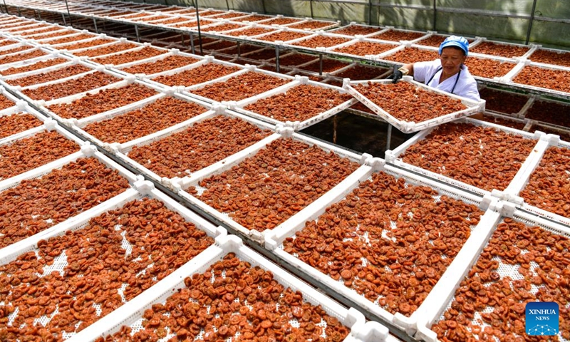 A farmer dries preserved Cili fruits in Gujiao Town of Longli County, southwest China's Guizhou Province, Sept. 1, 2023. (Photo: Xinhua)