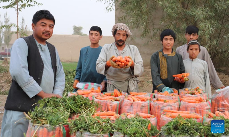 Farmers display newly-harvested carrots in Balkh province, Afghanistan, Nov. 11, 2023. Farmers in Afghanistan's Balkh province have begun to harvest carrots as winter comes. (Photo: Xinhua)