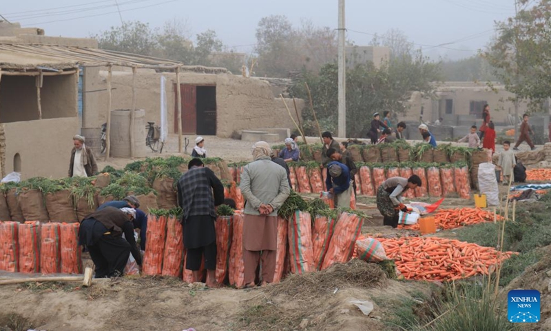 Farmers pack newly-harvested carrots in Balkh province, Afghanistan, Nov. 11, 2023. Farmers in Afghanistan's Balkh province have begun to harvest carrots as winter comes. (Photo: Xinhua)