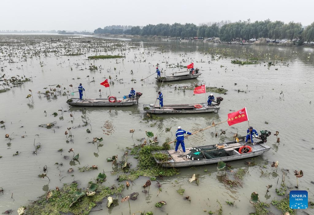 This aerial photo taken on Nov. 9, 2023 shows workers clearing the water surface on the Baima Lake in Chahe Town of Huai'an, east China's Jiangsu Province. The Hongze Lake Irrigation System in eastern Jiangsu Province is a water storage irrigation area. Since the Eastern Han Dynasty (25-220), ancient people have diverted water for irrigation and farming. The irrigation system, which has been designated as World Heritage Irrigation Structures (WHIS) in 2023, nowadays keeps irrigating farmland.(Photo: Xinhua)