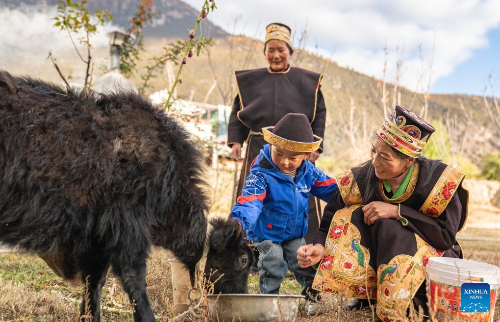 Lhagba Zhoima (1st R) feeds cattle in Suosong Village of Nyingchi, southwest China's Xizang Autonomous Region, Nov. 14, 2023. Locals in Nyingchi follow the tradition to celebrate their special New Year, known as the Gongbo New Year, on Oct. 1 by the Tibetan calendar, which fell on Nov. 14 this year. Tsering Toinzhub and Lhagba Zhoima have run a homestay since 2013, bringing in more than one million yuan (about 137,187 U.S. dollars) every year.(Photo: Xinhua)