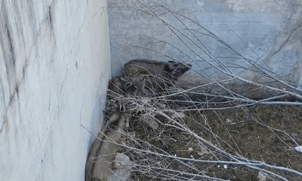 The town of Qingshui in Mentougou, Beijing in recent successfully rescued nine trapped Chinese gorals, a second-level nationally protected wild animal.Photo: web