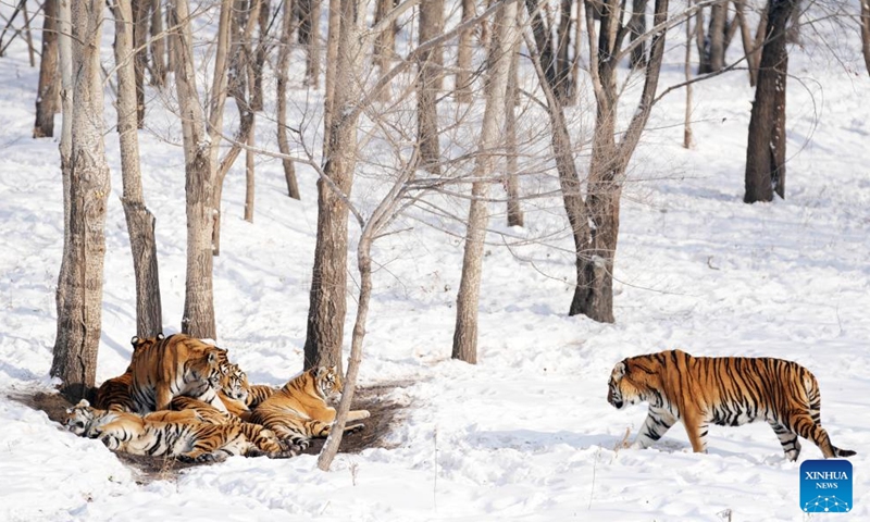 Siberian tigers are seen in the snow at the Siberian Tiger Park in Harbin, northeast China's Heilongjiang Province, Nov. 17, 2023.  (Photo: Xinhua)