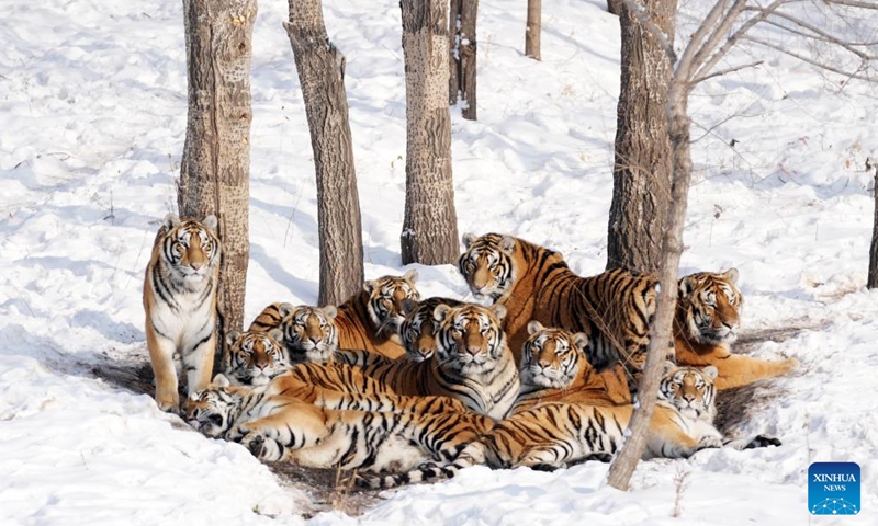 Siberian tigers huddle in the snow at the Siberian Tiger Park in Harbin, northeast China's Heilongjiang Province, Nov. 17, 2023.  (Photo: Xinhua)