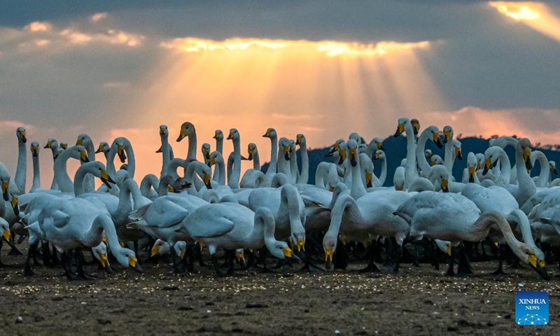 Whooper swans are pictured at a nature reserve for whooper swans in Rongcheng, east China's Shandong Province, Nov. 18, 2023. (Photo: Xinhua)