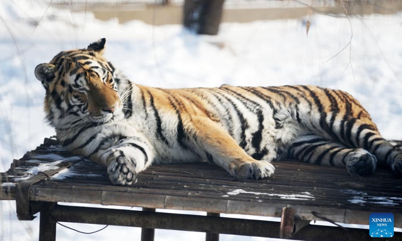 A Siberian tiger rests on a rack at the Siberian Tiger Park in Harbin, northeast China's Heilongjiang Province, Nov. 17, 2023.  (Photo: Xinhua)