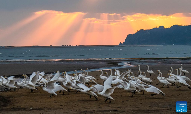 Whooper swans are pictured at a nature reserve for whooper swans in Rongcheng, east China's Shandong Province, Nov. 18, 2023. (Photo: Xinhua)