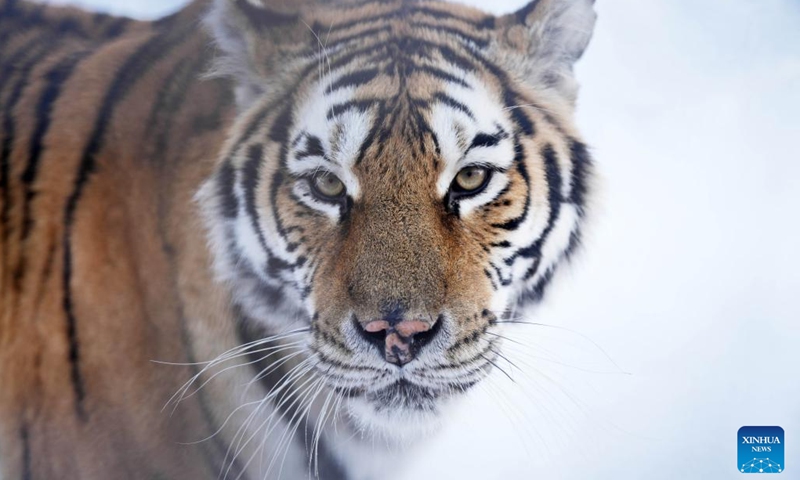 A Siberian tiger is <strong></strong>pictured at the Siberian Tiger Park in Harbin, northeast China's Heilongjiang Province, Nov. 17, 2023.  (Photo: Xinhua)