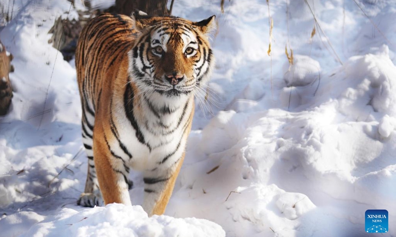 A Siberian tiger walks in the snow at the Siberian Tiger Park in Harbin, northeast China's Heilongjiang Province, Nov. 17, 2023.  (Photo: Xinhua)