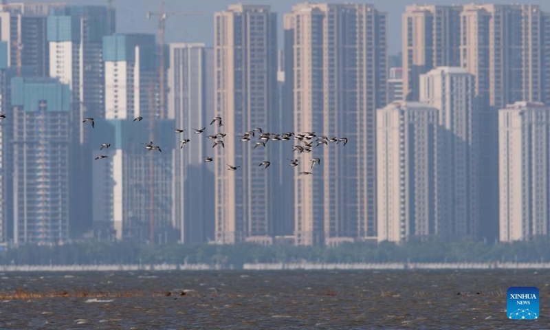 Birds fly over the Quanzhou Bay estuary wetland in southeast China's Fujian Province, Nov. 18, 2023. Flocks of migratory birds have made stopovers in Fuzhou, Quanzhou and other areas in Fujian Province, as they make their way toward the south to get through the winter. Among them, the number of rare birds, such as black-faced spoonbills and spoon-billed sandpipers which are under first-class national protection in China, continues to increase. (Photo: Xinhua)