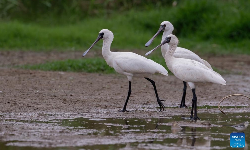 Black-faced spoonbills are pictured in the Minjiang River estuary wetland in southeast China's Fujian Province, Nov. 15, 2023. Flocks of migratory birds have made stopovers in Fuzhou, Quanzhou and other areas in Fujian Province, as they make their way toward the south to get through the winter. Among them, the number of rare birds, such as black-faced spoonbills and spoon-billed sandpipers which are under first-class national protection in China, continues to increase. (Photo: Xinhua)