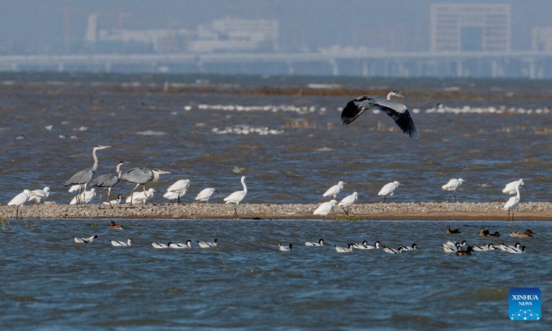 Water birds are pictured in the Quanzhou Bay estuary wetland in southeast China's Fujian Province, Nov. 18, 2023. Flocks of migratory birds have made stopovers in Fuzhou, Quanzhou and other areas in Fujian Province, as they make their way toward the south to get through the winter. Among them, the number of rare birds, such as black-faced spoonbills and spoon-billed sandpipers which are under first-class national protection in China, continues to increase. (Photo: Xinhua)
