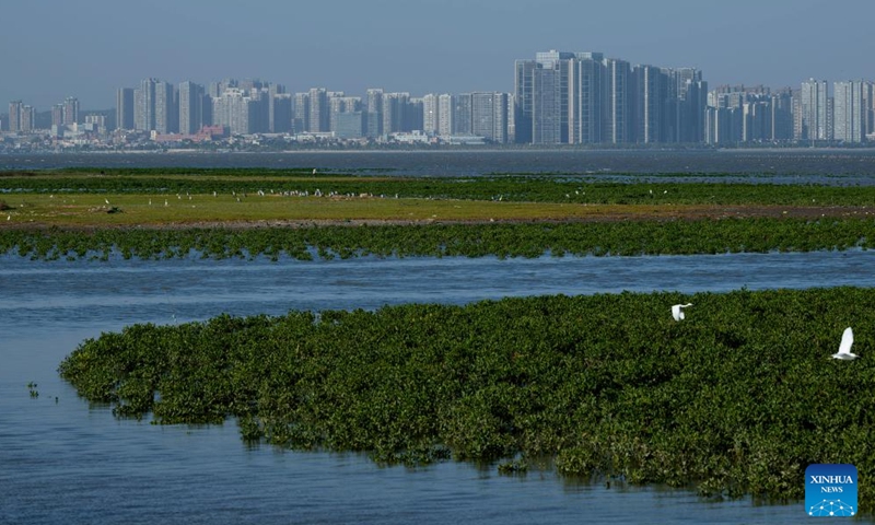 This photo taken on Nov. 18, 2023 shows the Quanzhou Bay estuary wetland in southeast China's Fujian Province. Flocks of migratory birds have made stopovers in Fuzhou, Quanzhou and other areas in Fujian Province, as they make their way toward the south to get through the winter. Among them, the number of rare birds, such as black-faced spoonbills and spoon-billed sandpipers which are under first-class national protection in China, continues to increase. (Photo: Xinhua)