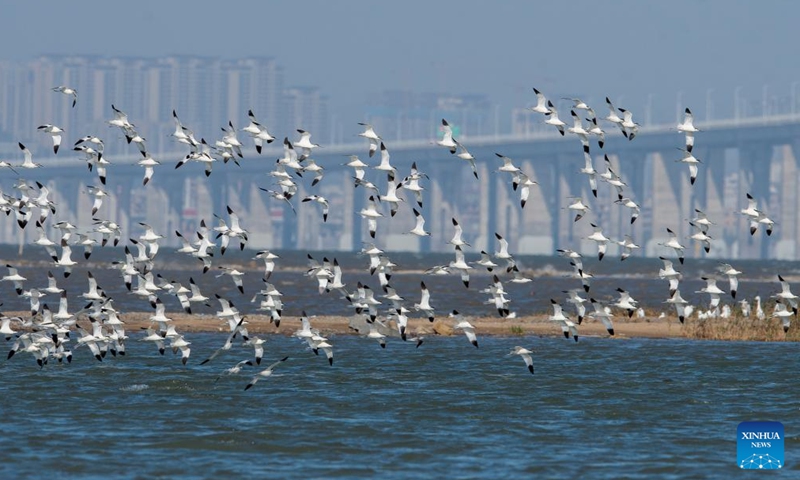 Avocets fly in the Quanzhou Bay estuary wetland in southeast China's Fujian Province, Nov. 18, 2023. Flocks of migratory birds have made stopovers in Fuzhou, Quanzhou and other areas in Fujian Province, as they make their way toward the south to get through the winter. Among them, the number of rare birds, such as black-faced spoonbills and spoon-billed sandpipers which are under first-class national protection in China, continues to increase. (Photo: Xinhua)