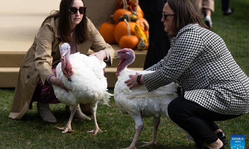 Pardoned turkeys are seen during the National Thanksgiving Turkey Pardoning Ceremony at the White House in Washington, D.C., the United States, on Nov. 20, 2023.(Photo: Xinhua)