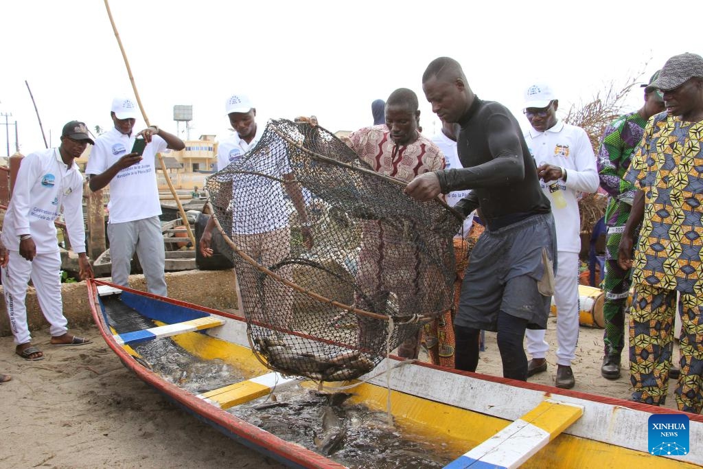 Fishermen dump fish into a canoe on the occasion of World Fisheries Day in So-Ava, a lakeside town near Cotonou, Benin, on Nov. 21, 2023.(Photo: Xinhua)