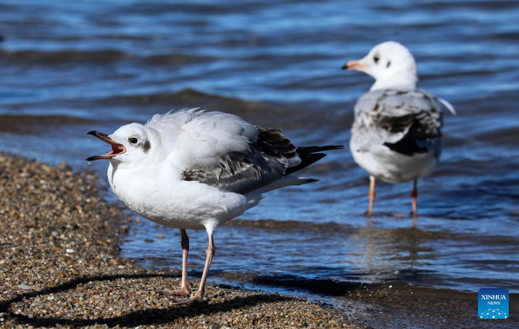 Water birds are pictured at Qinghai Lake in northwest China's Qinghai Province, Nov. 23, 2023. Located in the northeastern part of the Qinghai-Tibet Plateau, the Qinghai Lake is key to maintaining the ecological balance in western China. It is also a natural barrier for controlling the eastward spread of desertification and ensuring the safety of agricultural areas in eastern China.(Photo: Xinhua)