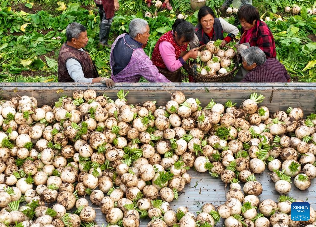 This aerial photo taken on Nov. 22, 2023 shows villagers harvesting white radishes in Sanyuanguan village of Pingtou township, Peng'an County in Nanchong City, southwest China's Sichuan Province.(Photo: Xinhua)