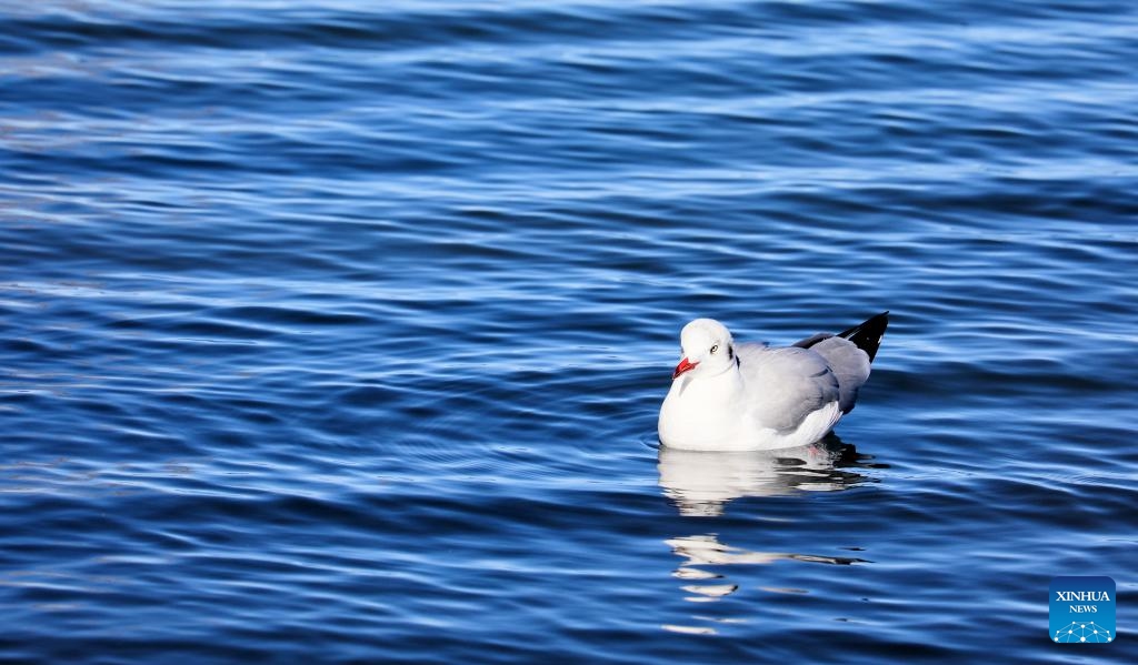 A water bird is pictured at Qinghai Lake in northwest China's Qinghai Province, Nov. 23, 2023. Located in the northeastern part of the Qinghai-Tibet Plateau, the Qinghai Lake is key to maintaining the ecological balance in western China. It is also a natural barrier for controlling the eastward spread of desertification and ensuring the safety of agricultural areas in eastern China.(Photo: Xinhua)