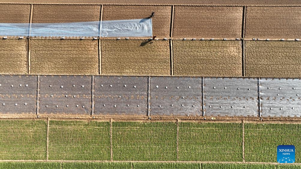 This aerial photo taken on Nov. 22, 2023 shows farmers laying the mulch film on the field in Lizhuang village of Chang'an township, Gaocheng District of Shijiazhuang City, north China's Hebei Province.(Photo: Xinhua)