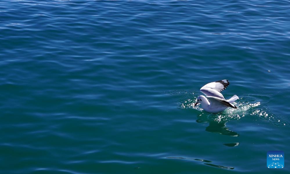 A water bird is pictured at Qinghai Lake in northwest China's Qinghai Province, Nov. 23, 2023. Located in the northeastern part of the Qinghai-Tibet Plateau, the Qinghai Lake is key to maintaining the ecological balance in western China. It is also a natural barrier for controlling the eastward spread of desertification and ensuring the safety of agricultural areas in eastern China.(Photo: Xinhua)