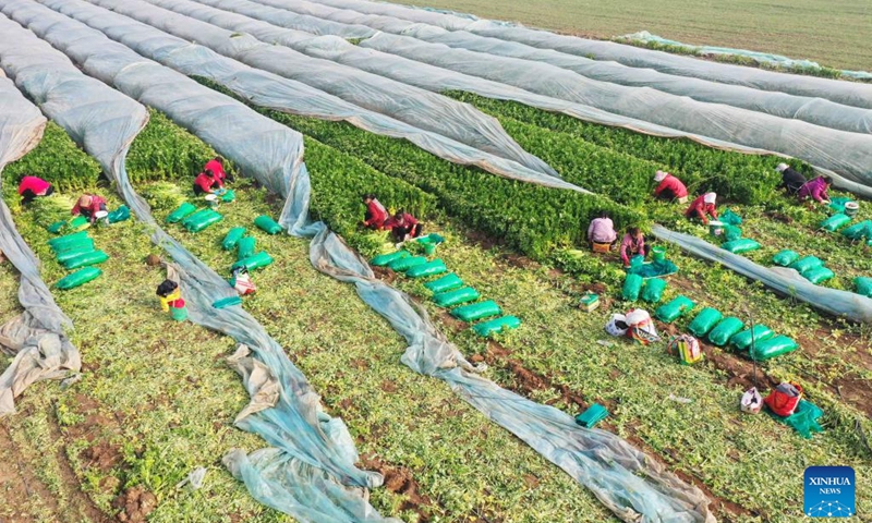 This aerial photo taken on Nov. 22, 2023 shows farmers harvesting the celery in Sanzhao township of Xingtai City, north China's Hebei Province. (Photo: Xinhua)