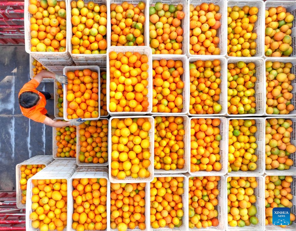 This aerial photo taken on Nov. 22, 2023 shows a villager transporting oranges in Langdong village of Meihua township, Daoxian County of Yongzhou City, central China's Hunan Province.(Photo: Xinhua)