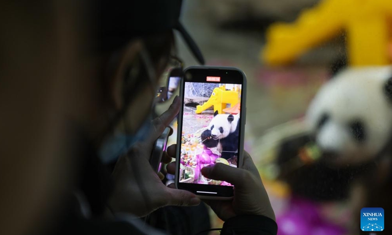 A visitor takes photos of giant panda Gonggong at the Hainan Tropical Wildlife Park and Botanical Garden in Haikou, south China's Hainan Province, Nov. 25, 2023. Giant pandas Gonggong and Shunshun have lived in Hainan for five years since they made their public debut at the Hainan Tropical Wildlife Park and Botanical Garden in 2018. A celebration ceremony was held here on Saturday, attracting lots of visitors. (Photo: Xinhua)