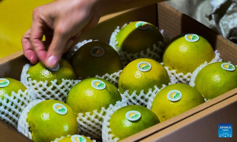 Staff members pack green oranges at a processing factory in Qiongzhong Li and Miao Autonomous County, south China's Hainan Province, Nov. 23, 2023. There are more than 330 green orange orchards in Qiongzhong, covering an area of about 32,000 mu (about 2133.3 hectares). The output of the green orange in the county this year is expected to reach 12,500 tonnes, with an output value exceeding 200 million yuan (about 27.97 million dollars). (Photo: Xinhua)