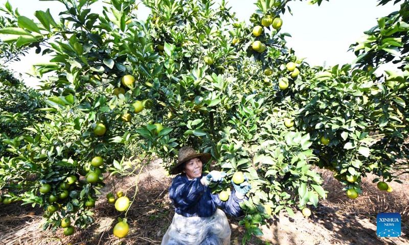 A staff member picks green oranges at a planting base in Qiongzhong Li and Miao Autonomous County, south China's Hainan Province, Nov. 24, 2023. There are more than 330 green orange orchards in Qiongzhong, covering an area of about 32,000 mu (about 2133.3 hectares). The output of the green orange in the county this year is expected to reach 12,500 tonnes, with an output value exceeding 200 million yuan (about 27.97 million dollars). (Photo: Xinhua)