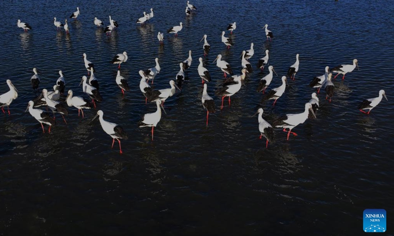 This aerial photo taken on Nov. 25, 2023 shows a flock of oriental white storks foraging at a wetland in Fengnan District of Tangshan, north China's Hebei Province. Coastal wetlands in the city of Tangshan are important habitats for migratory birds. (Photo: Xinhua)