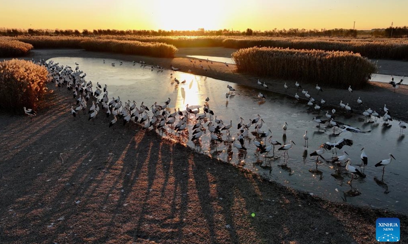 This aerial photo taken on Nov. 25, 2023 shows a flock of oriental white storks foraging at a wetland in Tangshan, north China's Hebei Province. Coastal wetlands in the city of Tangshan are important habitats for migratory birds. (Photo: Xinhua)