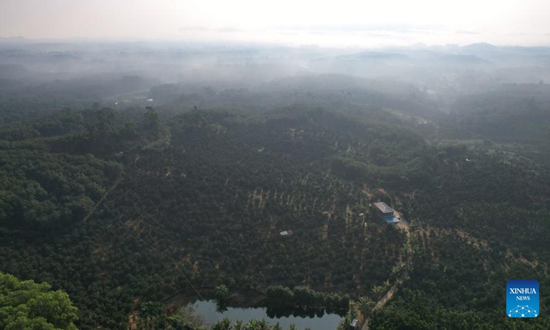 This aerial photo taken on Nov. 24, 2023 shows a green orange planting base in Qiongzhong Li and Miao Autonomous County, south China's Hainan Province. There are more than 330 green orange orchards in Qiongzhong, covering an area of about 32,000 mu (about 2133.3 hectares). The output of the green orange in the county this year is expected to reach 12,500 tonnes, with an output value exceeding 200 million yuan (about 27.97 million dollars). (Photo: Xinhua)