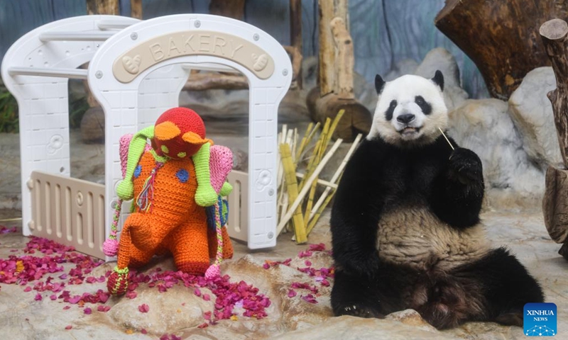 Giant panda Shunshun takes food at the Hainan Tropical Wildlife Park and Botanical Garden in Haikou, south China's Hainan Province, Nov. 25, 2023. Giant pandas Gonggong and Shunshun have lived in Hainan for five years since they made their public debut at the Hainan Tropical Wildlife Park and Botanical Garden in 2018. A celebration ceremony was held here on Saturday, attracting lots of visitors. (Photo: Xinhua)
