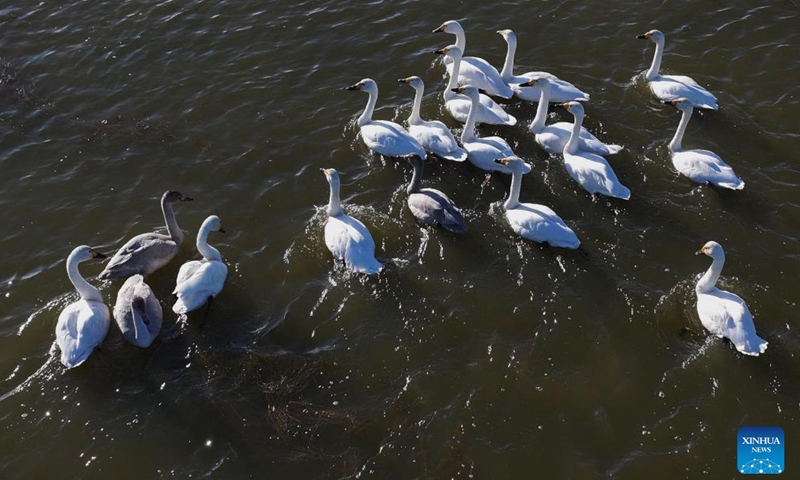 This aerial photo taken on Nov. 25, 2023 shows a flock of swans at a wetland in Fengnan District of Tangshan, north China's Hebei Province. Coastal wetlands in the city of Tangshan are important habitats for migratory birds. (Photo: Xinhua)